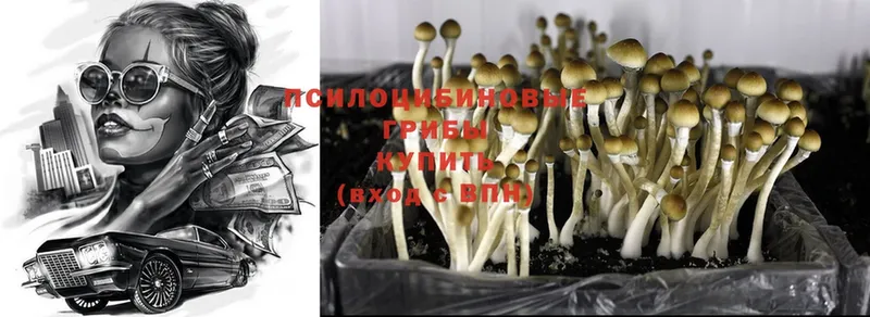 Галлюциногенные грибы MAGIC MUSHROOMS  Кашин 